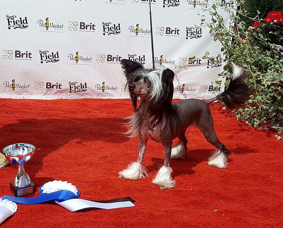 Ridgecrest's Princess Shameless