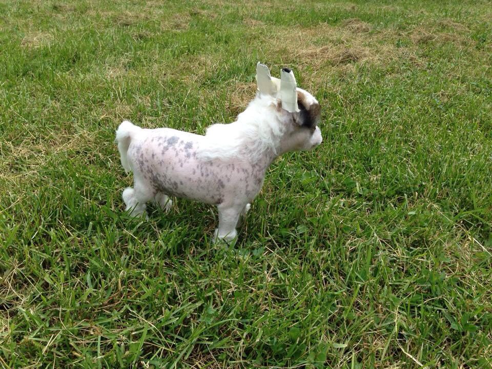 Iltavuoron Kuka Muu Muka