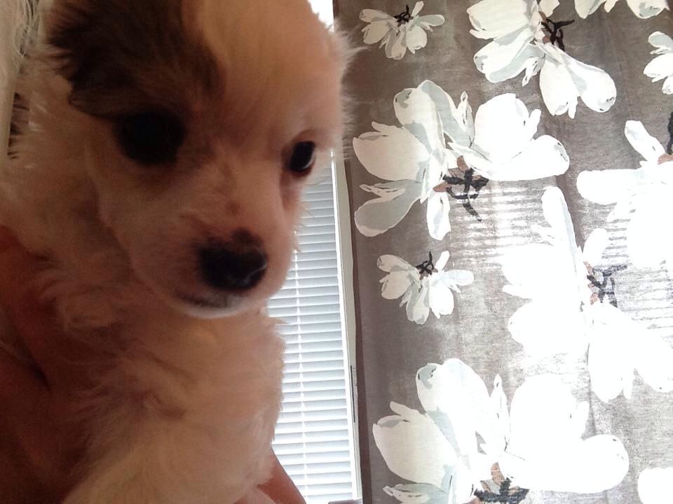 Iltavuoron Nuori Loiri