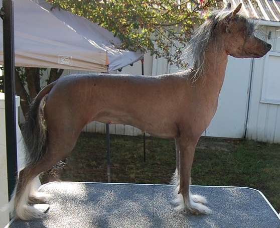 Taiga Simply The Best for Crestyle