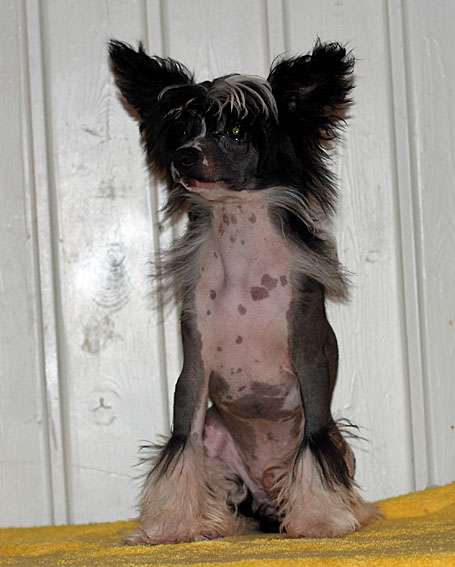 Silkencrest Cem Kaya