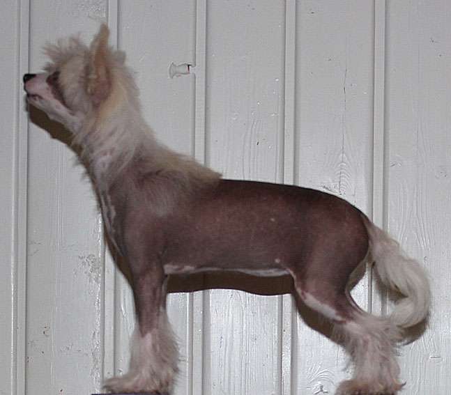 Silkencrest Cashmere Calli Cawa