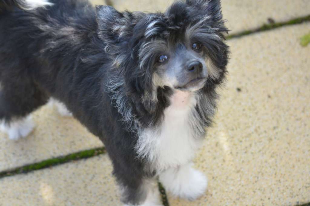 Bentley von Panaluna