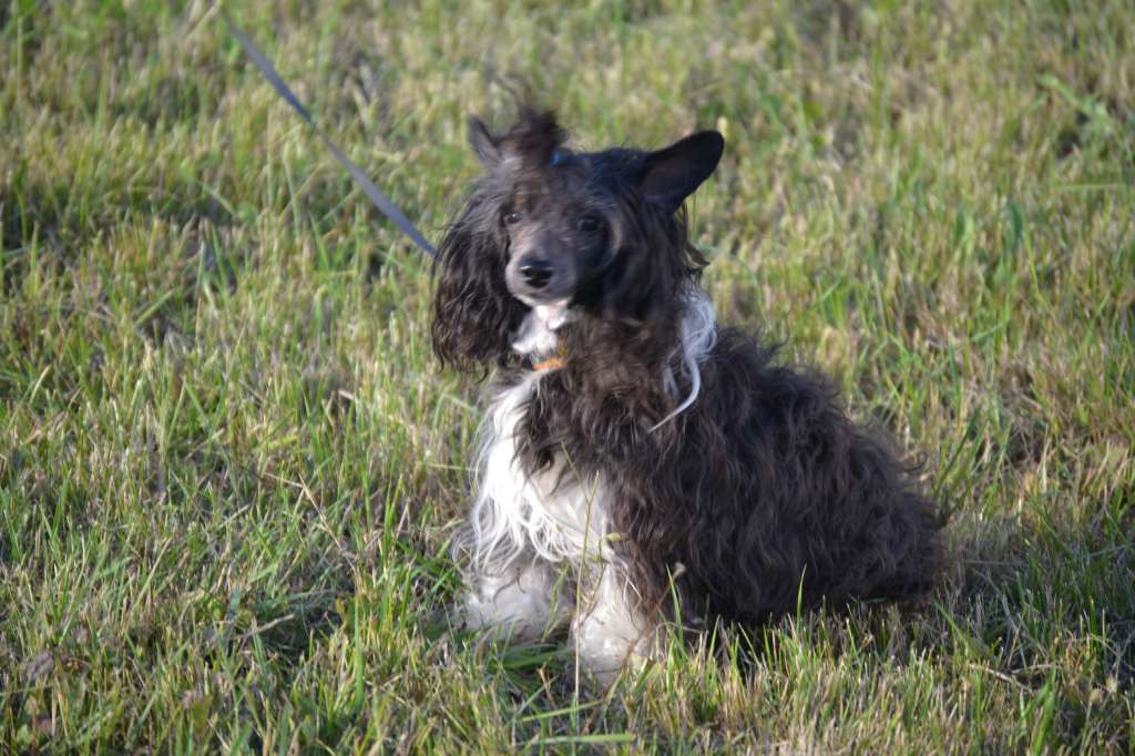 Apriori Vip Punch Ketrin Kristol