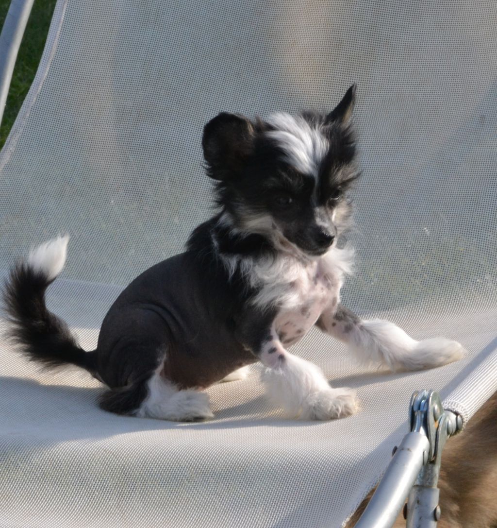 Just A Little Love de l'Orée des Rêves