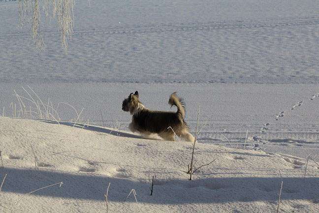 Estillinis UltraViolet Twister