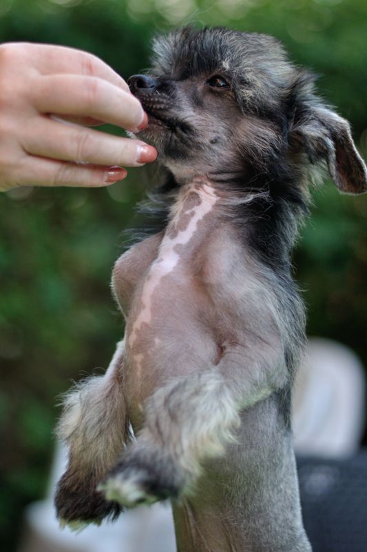 Ridgegirls First Puff Big Damian