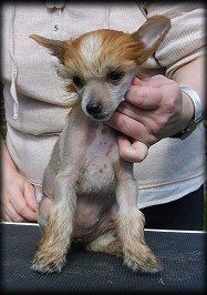 Tornais Street Smart Swede