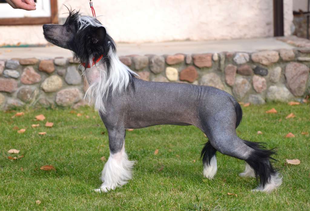 Grace Karmen  Bonus Westtai