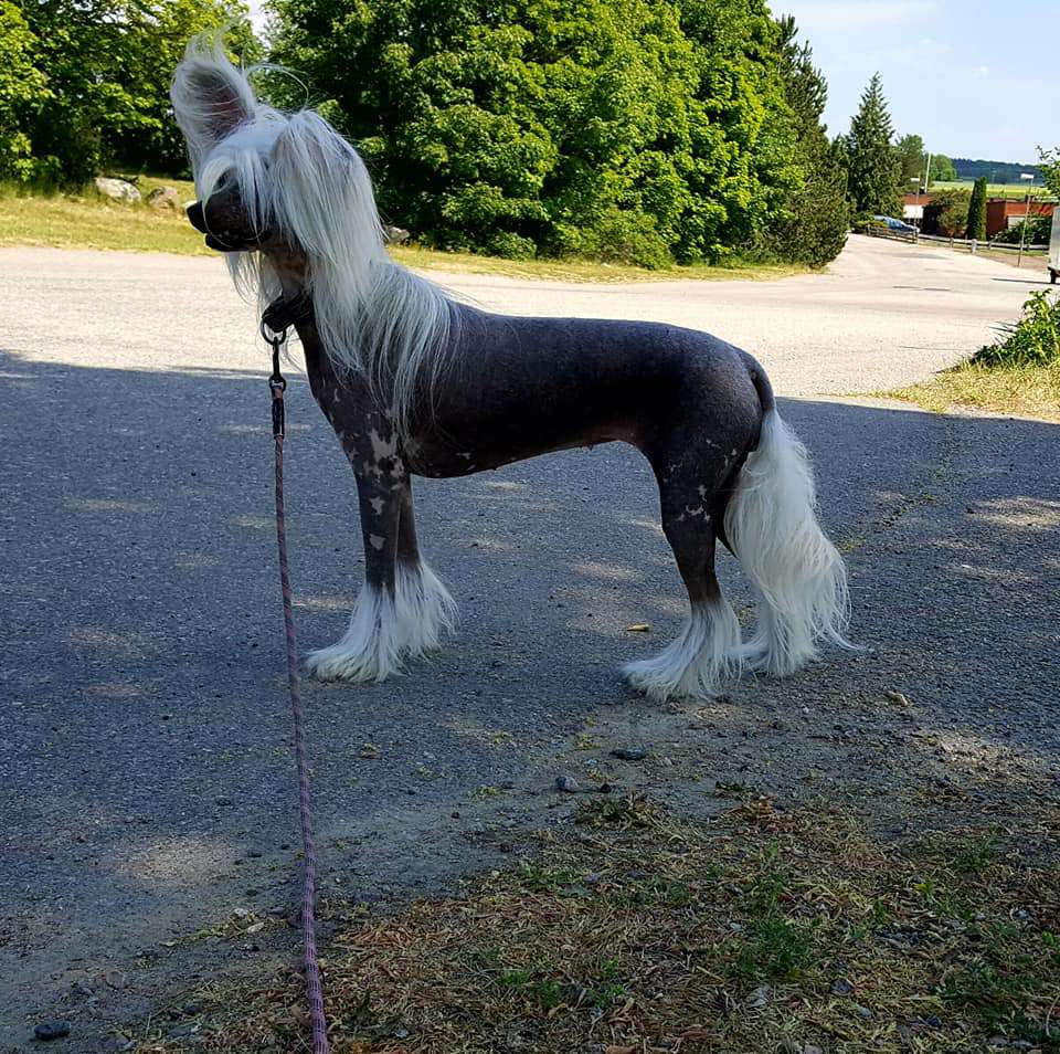 Spotifly Belle Époque