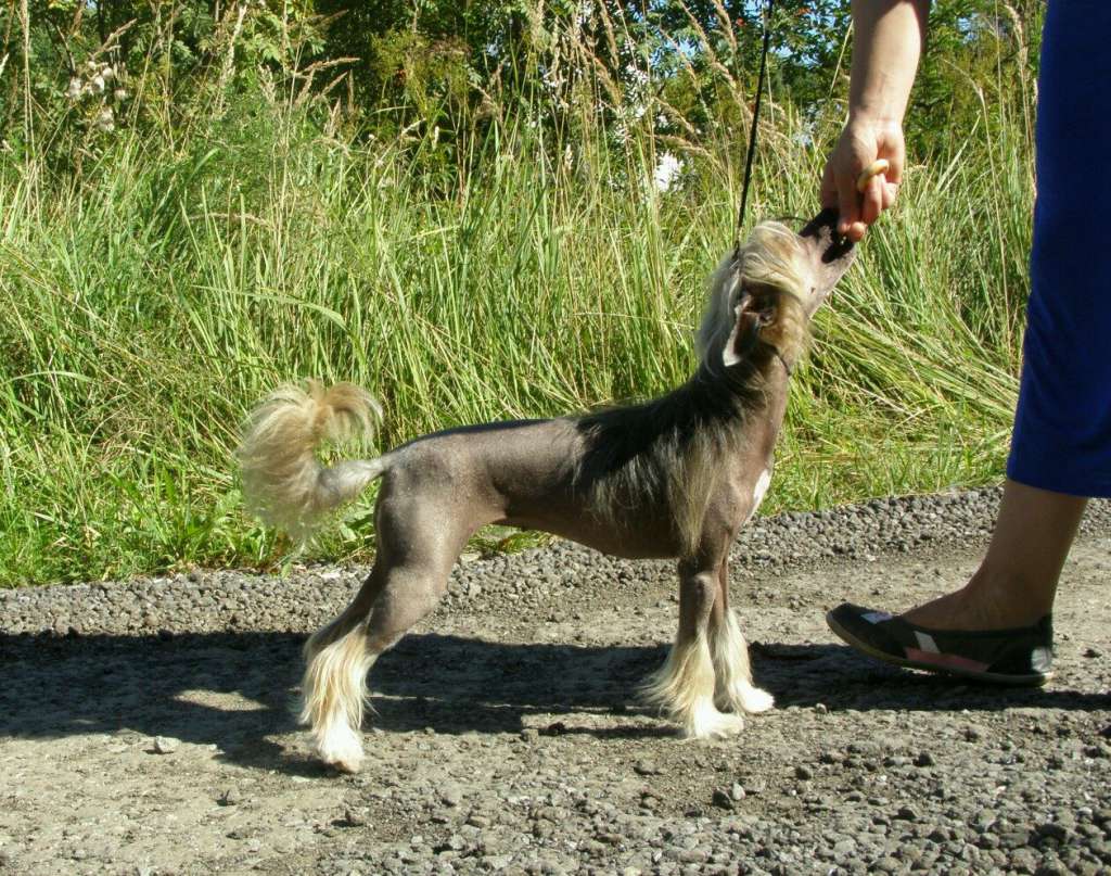 Avilona  Forest  Fairy