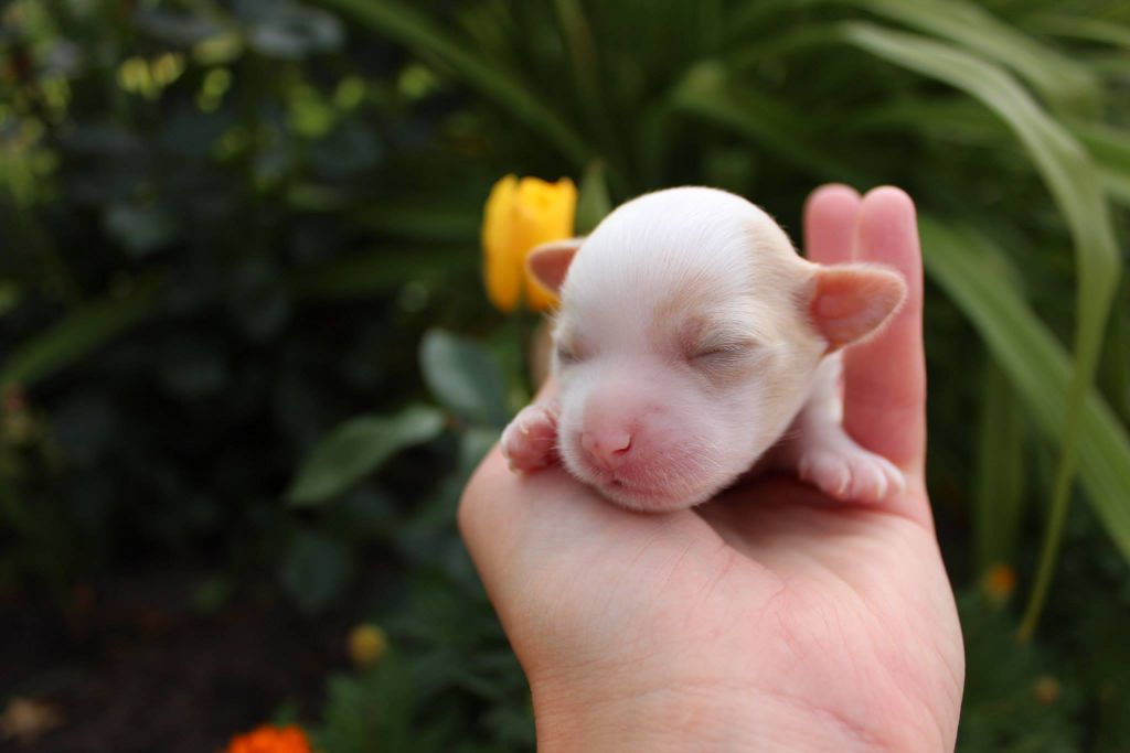 Baroness Shinbashi Iz solneghnoi harmonii