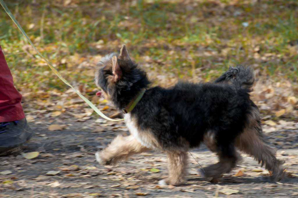 Lifasoria Viel Jean Paul Bilmondo