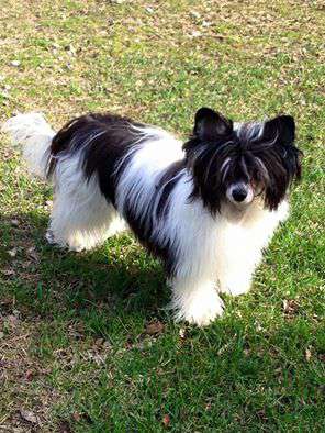 Chattanooga's Kultu Kimallus