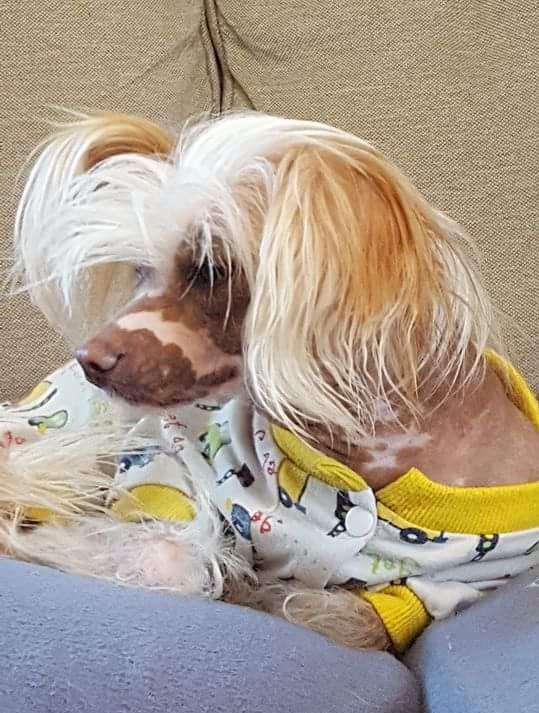 Jakard Wejherstaff Alice In Wonderland