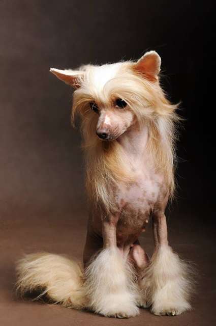 Jakard Wejherstaff Apricot Lady