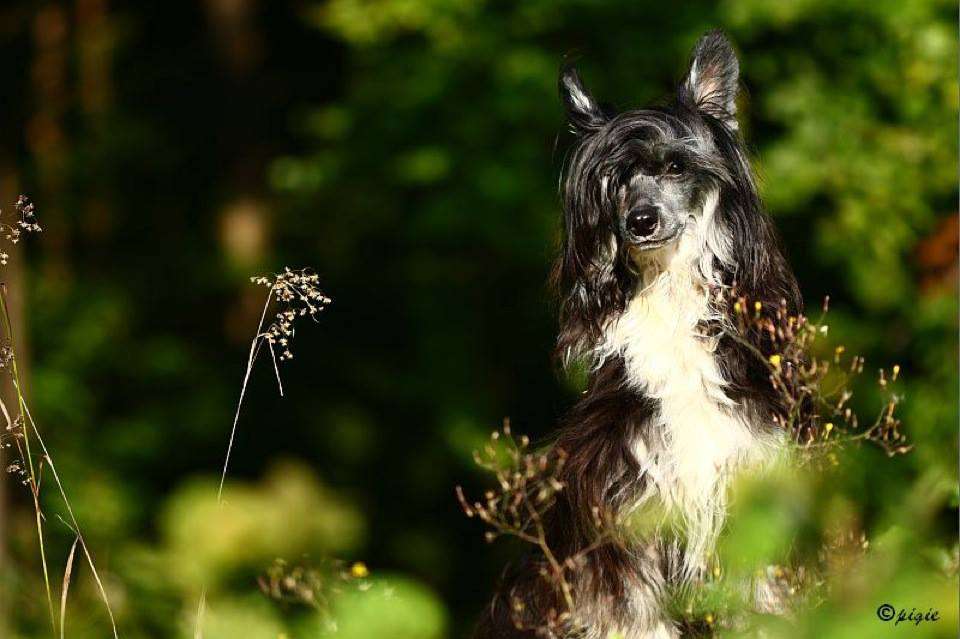 Farrell Diamond of the Night