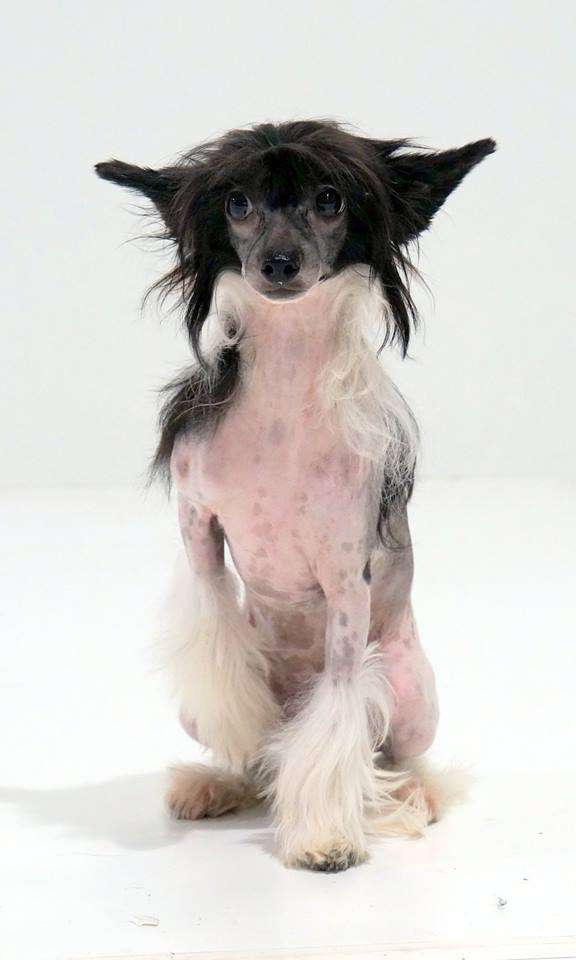 Fatima Diamond of the Night