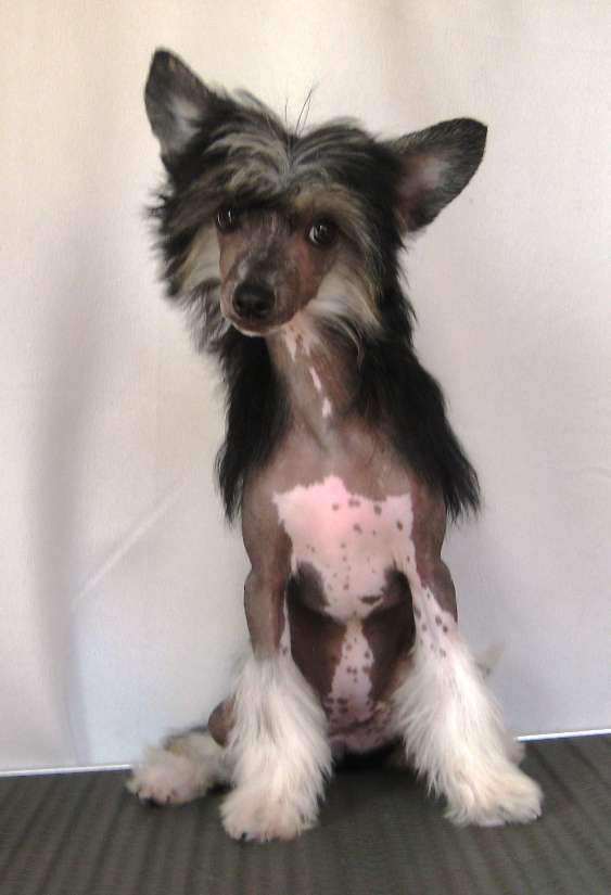 Feymee Diamond of the Night