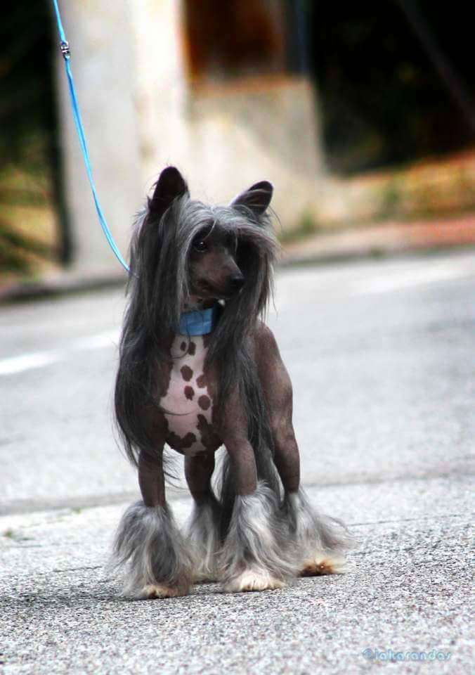 Multi JCH iakarandas Flo Rida