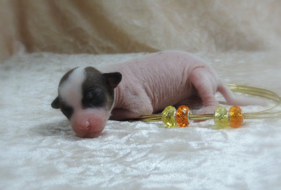 Jezza-Belle du Coeur des Ténèbres