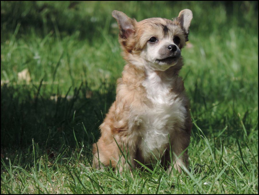 Jinger Hot Toffee du Coeur des Ténèbres