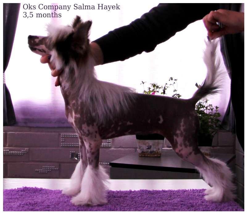 Oks Company  Salma Hayek