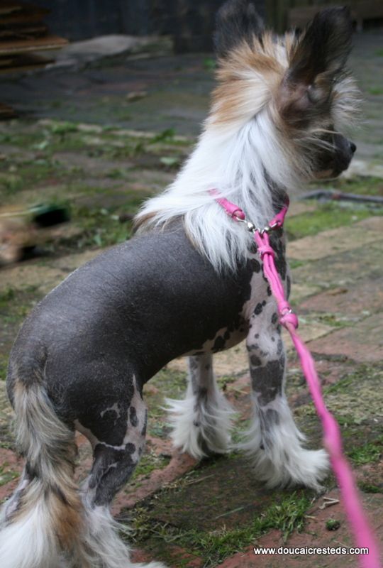 Doucai's  Scrumptious Buns