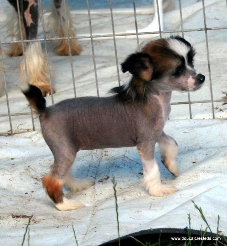 Doucai Back in Business