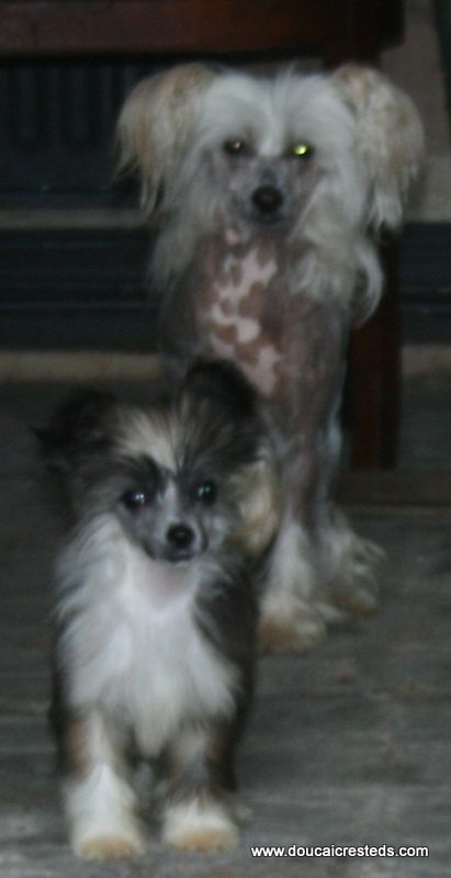 Doucai's Totally Tasteful