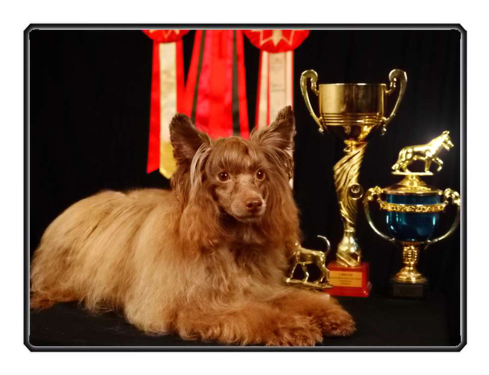 Almaz Udachi Banderos