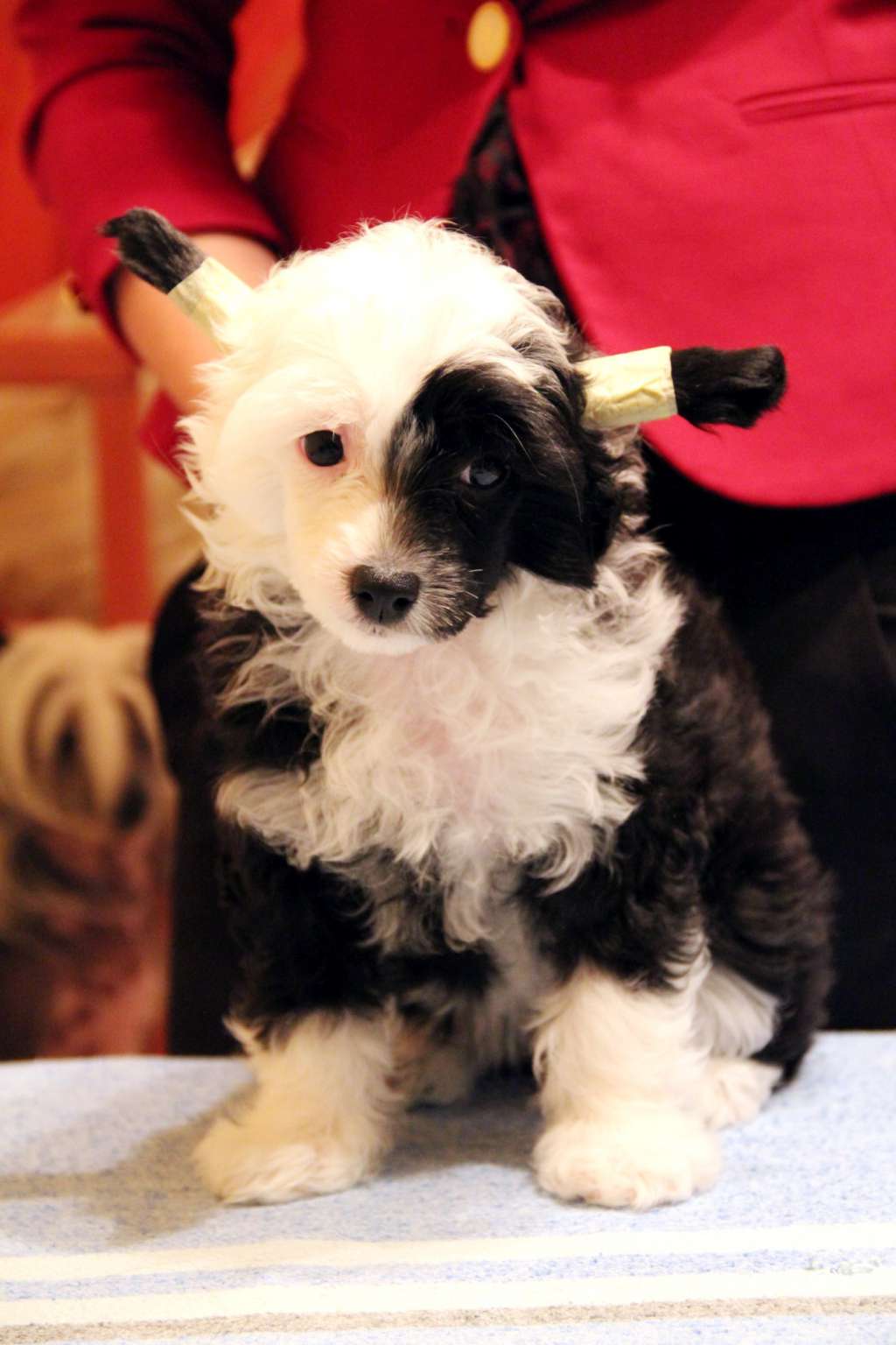 Ellavia  Elle Chantal