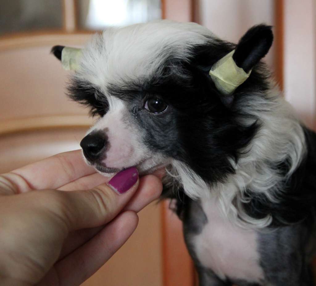 Ellavia Evening Elegance