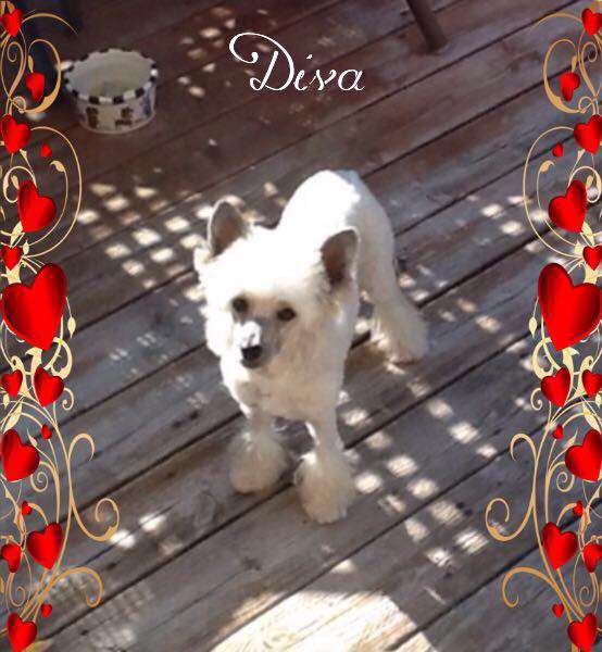 Can Ch Jade Diguo' Hu'Anghou