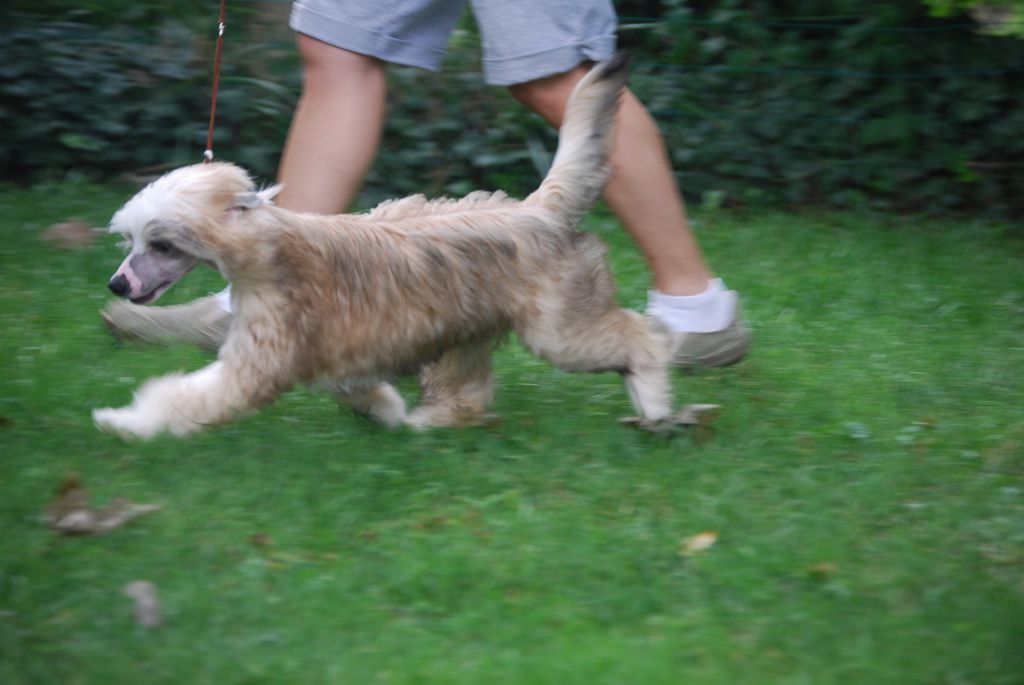 Jade MeiLi de He'Hua