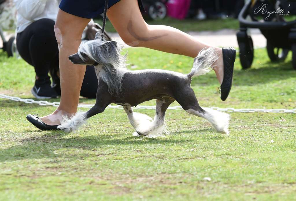 My Crazy Crested Elettrico Fusion