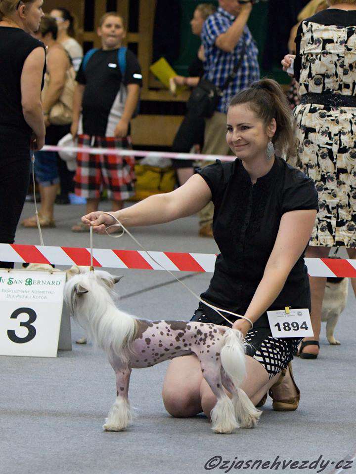 My Crazy Crested Enigmatico Illusion