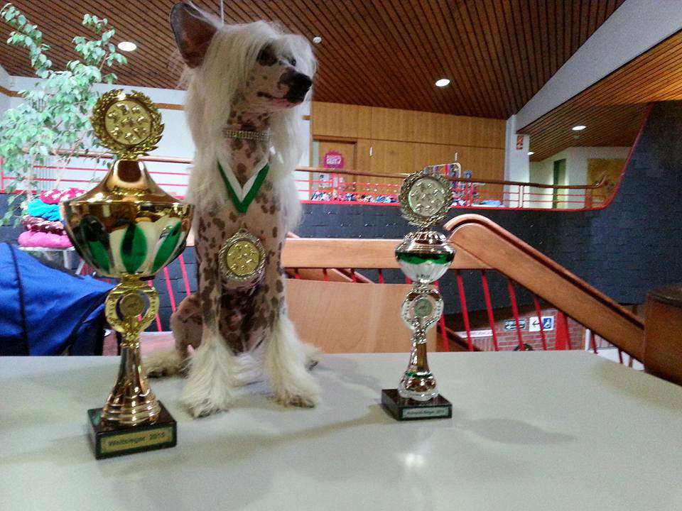 My Crazy Crested Eccentrico Edition