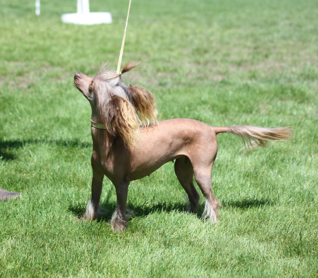 Almaz Udachi Baccardi Anabel