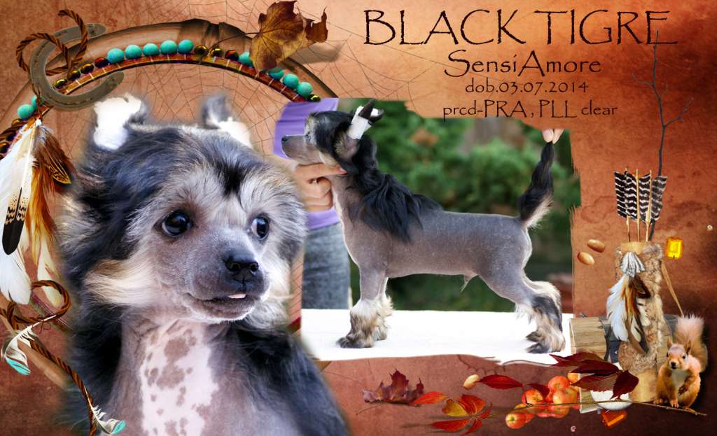 Black Tigre Sensiamore