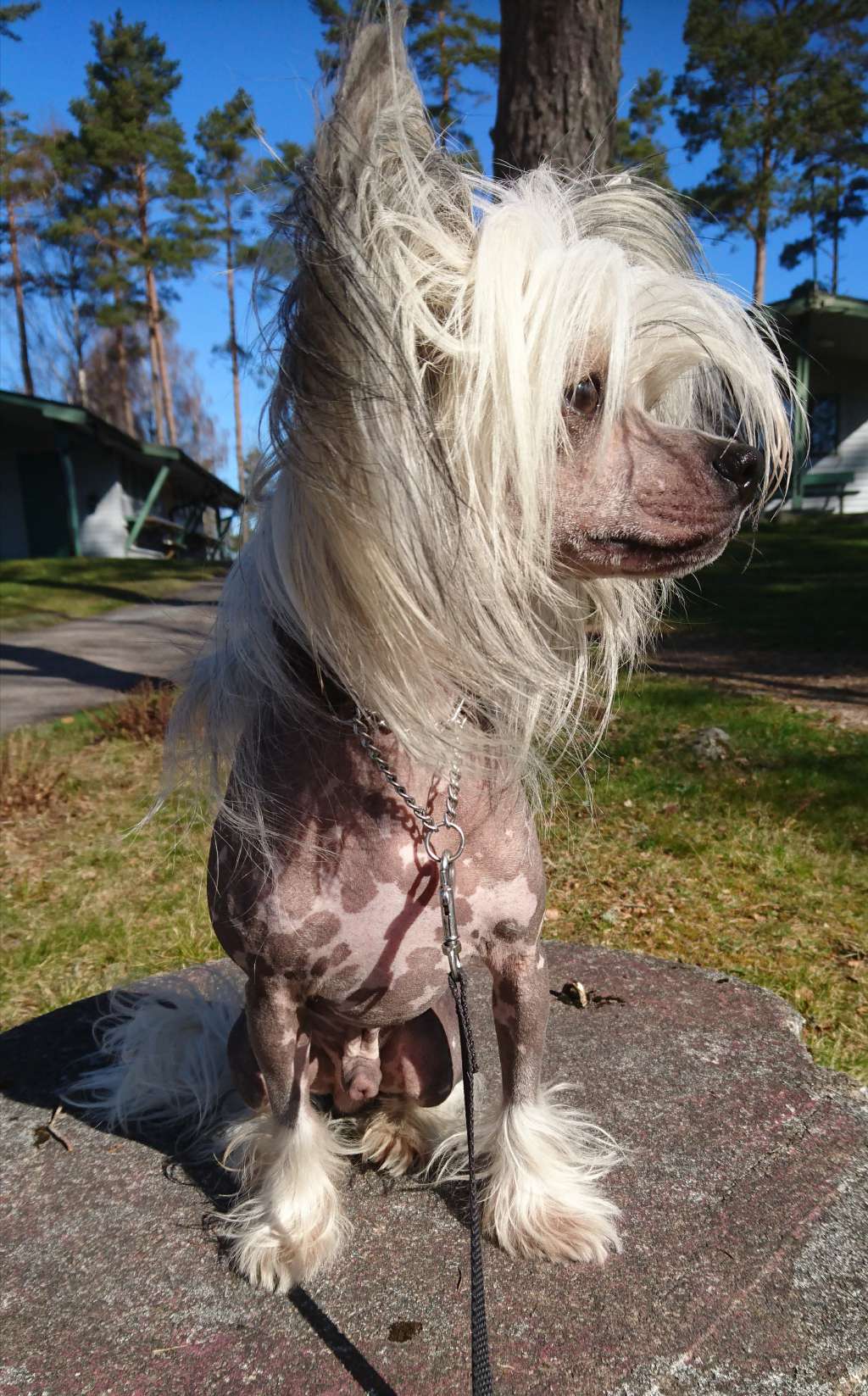 ChinoPata's Google Me Bitch