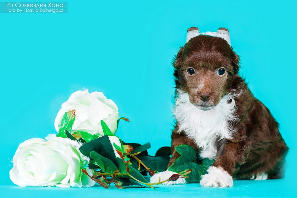 Ognennaya Ledi iz Sozvezdiya Khana