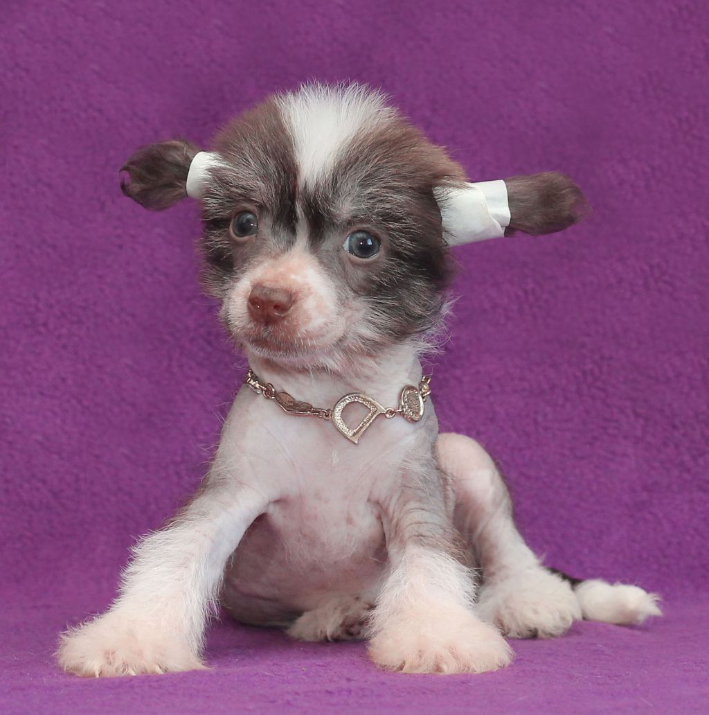 Lux Star Josephine Uoll