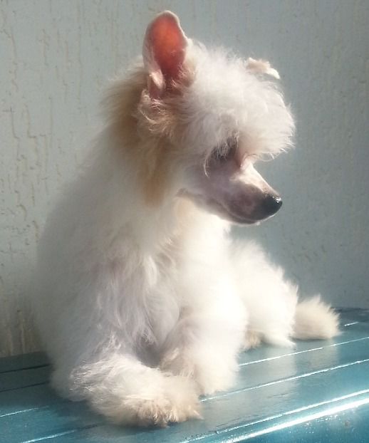 Tsarevna Tsikada solnechnaya dinastiya zenbox