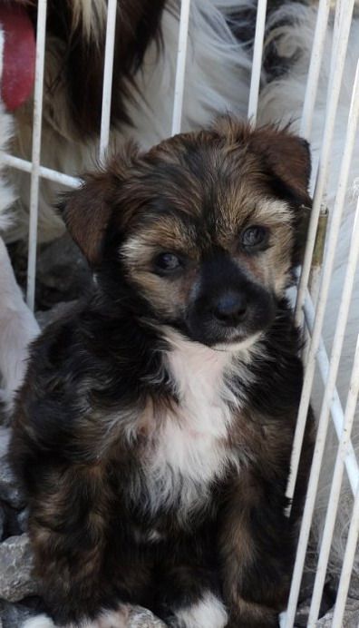 Stellar Mix Arabella Dosch Pirata