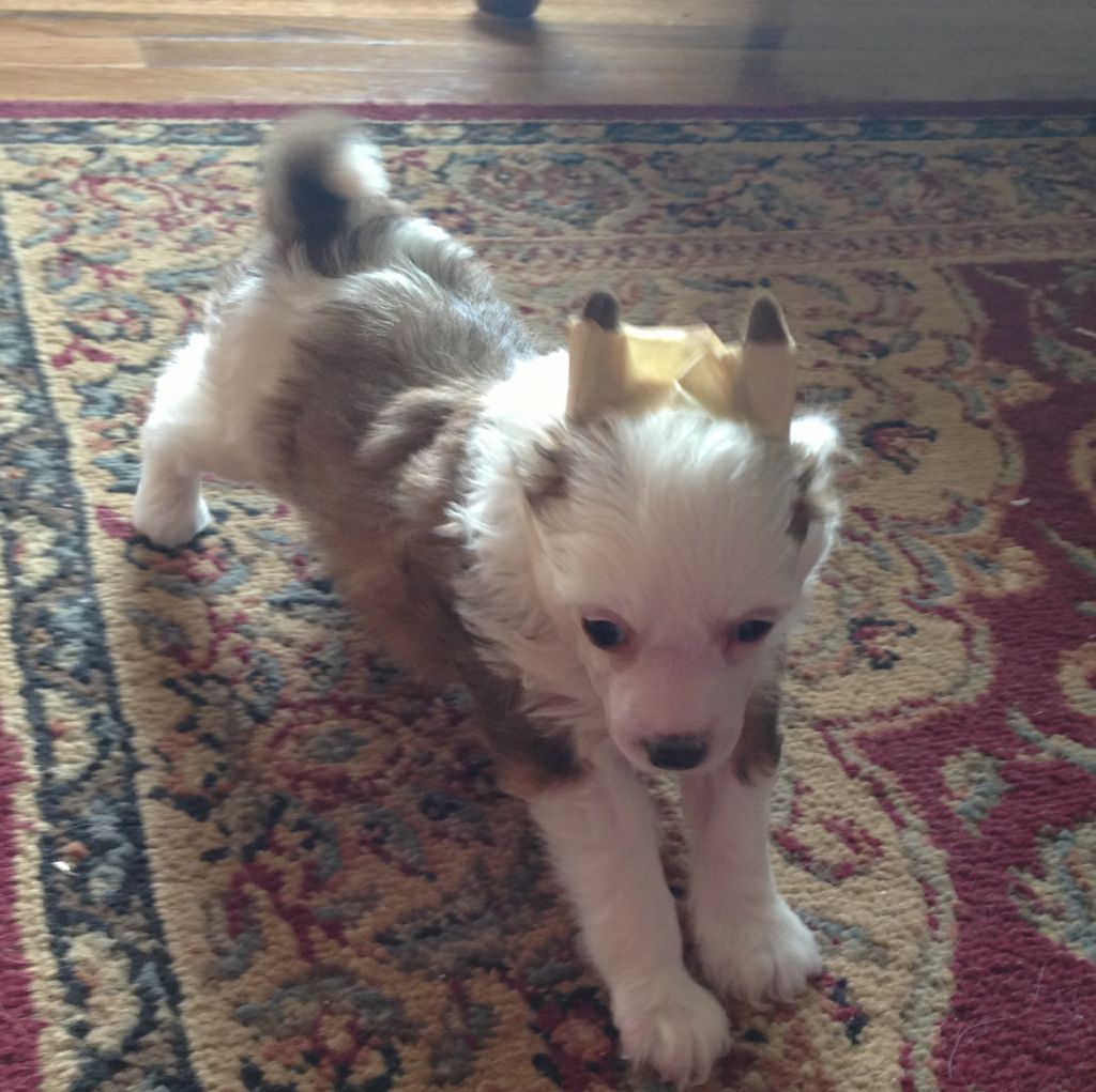 Heaven Sent's A Bluemel's Baxter Boy