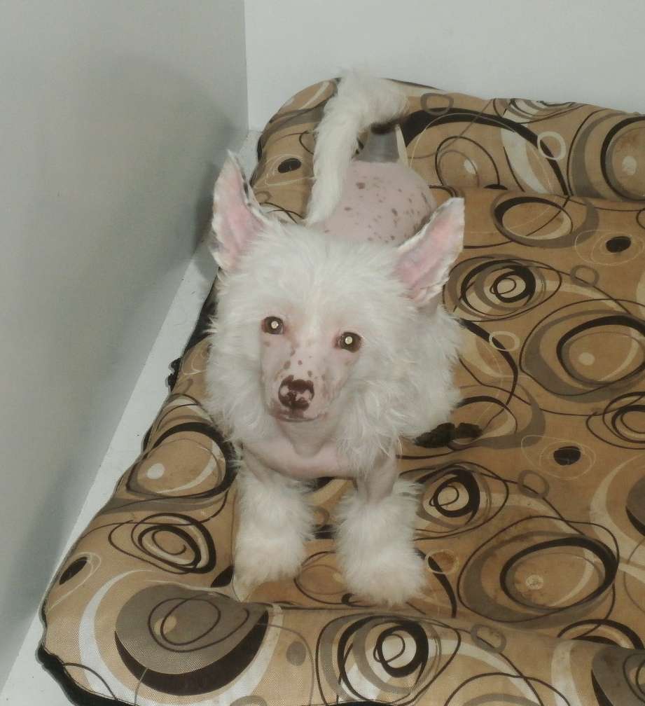 Fabricie z Upati hor