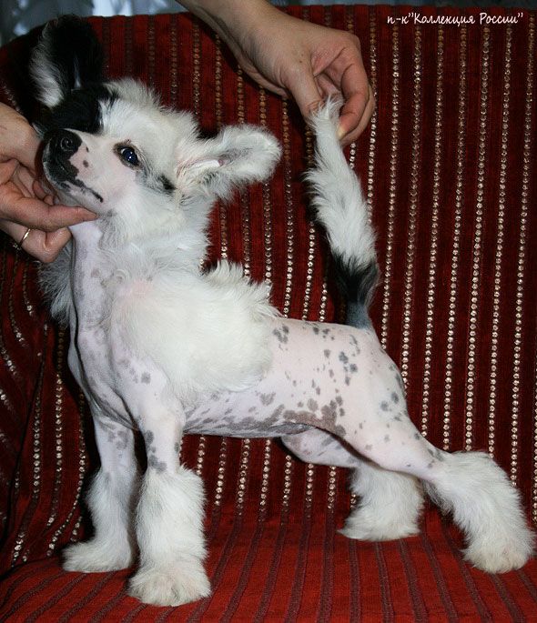 Bariyna Sudariyna Collection of Russia