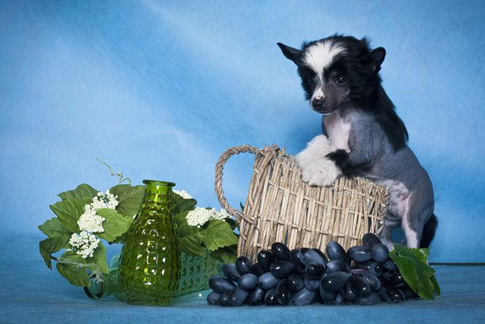 Status Imperial Zeal to Win