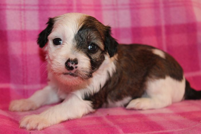 Status Imperial Kamelia White Flower